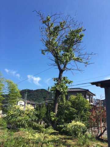 宮城県大河原市　　樹木伐採作業